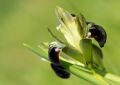 Iris tuberosa